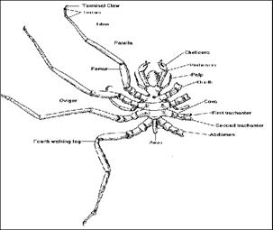 Sea spider diagram spider diagram r sea spider diagram spider diagram r